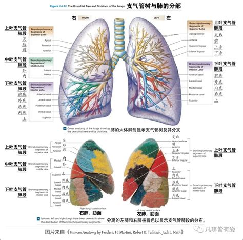 肺 位置|解剖学/肺